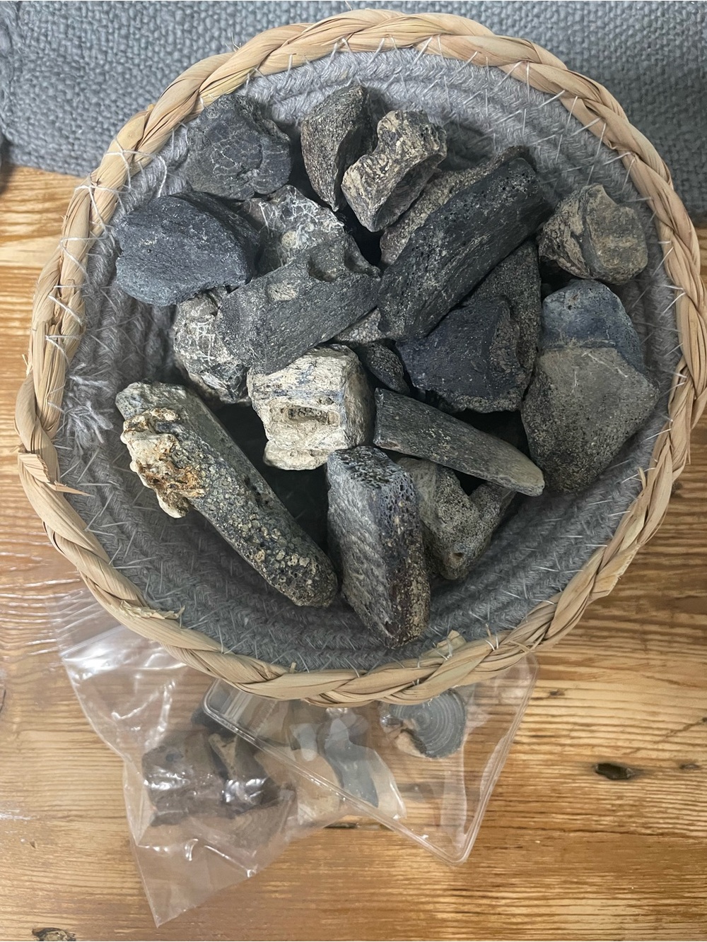 Collection of fossils from Charleston SC approximately 33 million years old